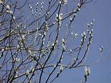 Pussy Willow 21 This Pussy Willow Is Nearly Completely Budded Out