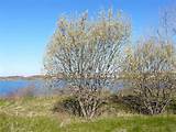 Division Magnoliophyta Flowering Plants