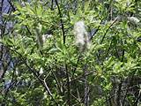 Pussy Willow 25 And Once Again The Pussy Willows Go To Seed