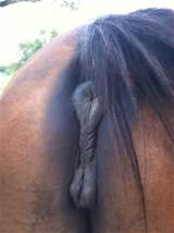 Mini Mare Pussy Sex Porn Images