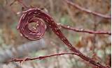 Curly Willows Pussy Willows Bark Bloom