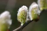 Pruning Pussy Willows Learn How To Prune A Pussy Willow Tree