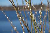 Pussy Willow Salix Discolor Kim Smith 2013