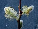 Pussy Willow Trees By Hollyhillfarms On Etsy