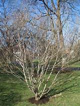 Pussy Willow Salix Discolor Here S How To Prune Http Landscaping