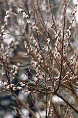 Pussy Willow Flower Varieties Pinterest