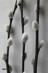 Brian Really Wants Pussy Willows At The Wedding Random But Ill Make