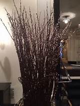 Pussy Willows Gardening Pinterest