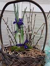 Pussy Willow Branches Catkins Bunny Tails Flowers Choice 2 Box Sizes