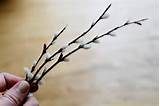 Pussy Willow Wedding Ideas Pinterest