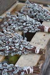 Pussy Willow Bouquets Nature Crafts Pinterest