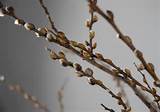 Pussy Willow Flowers Sex Porn Images