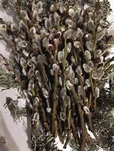 Dried Pussy Willow Branches Twigs Catkins Spring Decor Bud Vases