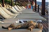 Lounge Cat Cat S Cats Pinterest