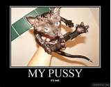 Wet Pussy Cat