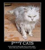 CATS Cat Angry Wet Pussy Cat