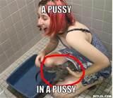 Wet Pussy Cat Meme Sex Porn Images