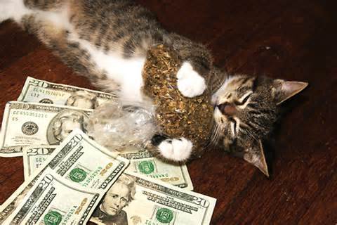 JORGE Pussy Money Weed