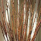 Home DECORATIVE BRANCHES Pussy Willow Branches