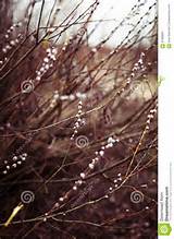 Pussy Willow Branches With Blue Background Beautiful Pussy Willow