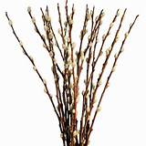 Pussy Willow Tips Ideal For Smaller Vases And Centerpieces