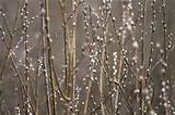 Pussy Willow Branches Wabi Sabi Pinterest