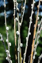 Pussy Willow Branches Pack Of 10