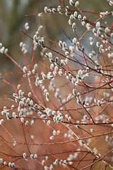 Pussy Willow Inspirations Pinterest