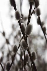 Pussy Willow Spring Pinterest