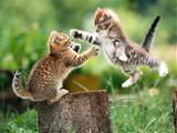 ALL DESKTOP S WALLPAPERS Two Pussy Cats Fighting Wallpaer