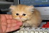 Cute Little Pussy Cat Image Pictures To Pin On Pinterest