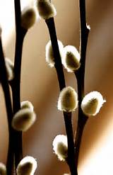 Pussy Willow Rickie S Photography Pinterest