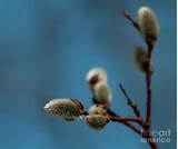 Pussy Willow Photograph Pussy Willow Fine Art Print