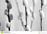 Pussy Willow Stock Photography Image 103802