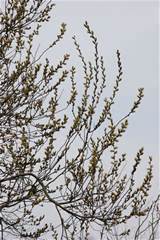 Pussy Willow Tree Branches Photo Hubert Steed Photos At Pbase Com