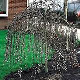 Weeping Pussy Willow Tree Perennials And Plants Pinterest