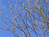 ORNAMENTAL SHADE TREES Morden Nurseries And Garden Center