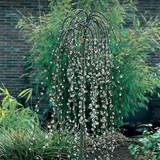 Weeping Pussy Willow Tree Gardening Pinterest