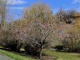 Pussy Willow Tree By Terrygray Via Flickr Can Get Sizeable If Not