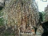 6ft Weeping Pussy Willow Tree Garden Landscaping Ideas Pinterest