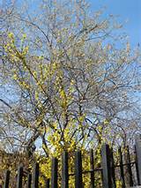 Forsythia Pussy Willow Tree Photo Hubert Steed Photos At Pbase Com