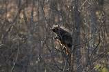 Porcupine Eating Pussy Willow Catkins Jay Cooke S P Carlton Co MN IMG