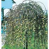 Shop 28 5 Gallon Pink Weeping Pussy Willow Tree LW01654 At Lowes Com