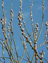 Pussy Willow Care How To Plant A Pussy Willow Tree