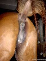 Fucks Mare Pussy Loveing Gaybeast Best Animal Sex Search