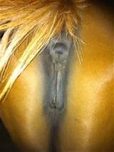 Licking Mare Pussy Anime Porn