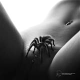 Spider Spiders Insect Insects Pussy Vagina Snatch Pierced