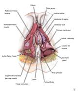 Female External Genitalia Vagina Normal Vulva Diagram Drawing