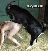 Porn Man Having Sex With Goats
