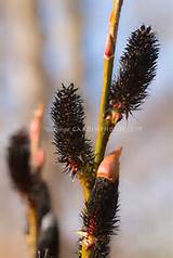 Salix Gracilistyla Melanostachys Black Pussy Willow Catkins In